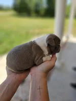 Female 2, a female Boston Terrier for sale in Statesville, NC – Photo 3 of 7