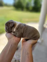 Female 2, a female Boston Terrier for sale in Statesville, NC – Photo 2 of 7