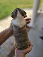 Female 2, a female Boston Terrier for sale in Statesville, NC – Photo 4 of 7