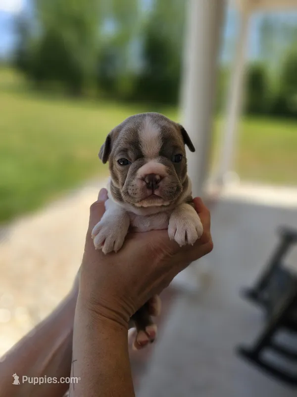 Female 2 – Boston Terrier puppy for sale in Statesville, NC