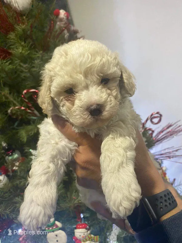 Molly – Poodle - Toy  puppy for sale in Palmdale, CA