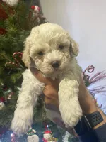 Molly, a female Poodle - Toy  for sale in Palmdale, CA – 1 of 1