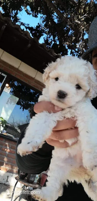 Zio – Maltipoo, Poodle - Toy  puppy for sale in Palmdale, CA