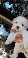 Zio, a male Maltipoo and Poodle - Toy  for sale in Palmdale, CA – 1 of 1