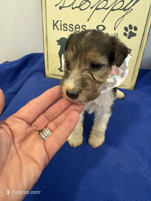 Camie  – Wire Fox Terrier puppy for sale in Lincoln, KS