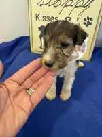 Camie , a female Wire Fox Terrier for sale in Lincoln, KS – 1 of 5