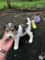 Cooper, a male Wire Fox Terrier for sale in Lincoln, KS – Photo 1 of 4