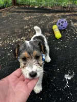 Cooper, a male Wire Fox Terrier for sale in Lincoln, KS – Photo 3 of 4