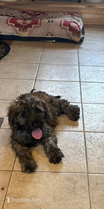 Daisy – Soft Coated Wheaten Terrier, Whoodle puppy for sale in Lincoln, KS