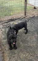 Rosie, a female Standard Schnauzer for sale in Lincoln, KS – 3 of 8