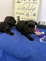 Rosie, a female Standard Schnauzer for sale in Lincoln, KS – 2 of 4