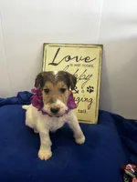 Millie, a female Wire Fox Terrier for sale in Lincoln, KS – Photo 4 of 4