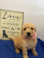 Ivy, a female Soft Coated Wheaten Terrier and Whoodle for sale in Lincoln, KS – Photo 2 of 2