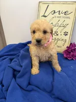 Ivy, a female Soft Coated Wheaten Terrier and Whoodle for sale in Lincoln, KS – Photo 1 of 2