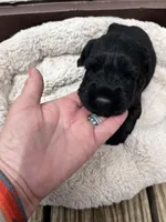 Malone, a male Standard Schnauzer for sale in Lincoln, KS – Photo 5 of 7