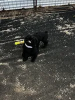 Malone, a male Standard Schnauzer for sale in Lincoln, KS – Photo 3 of 7