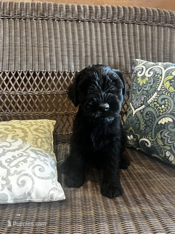 Malone, a male Standard Schnauzer for sale in Lincoln, KS – Photo 1 of 7