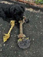 Malone, a male Standard Schnauzer for sale in Lincoln, KS – Photo 4 of 7