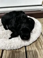 Malone, a male Standard Schnauzer for sale in Lincoln, KS – Photo 7 of 7