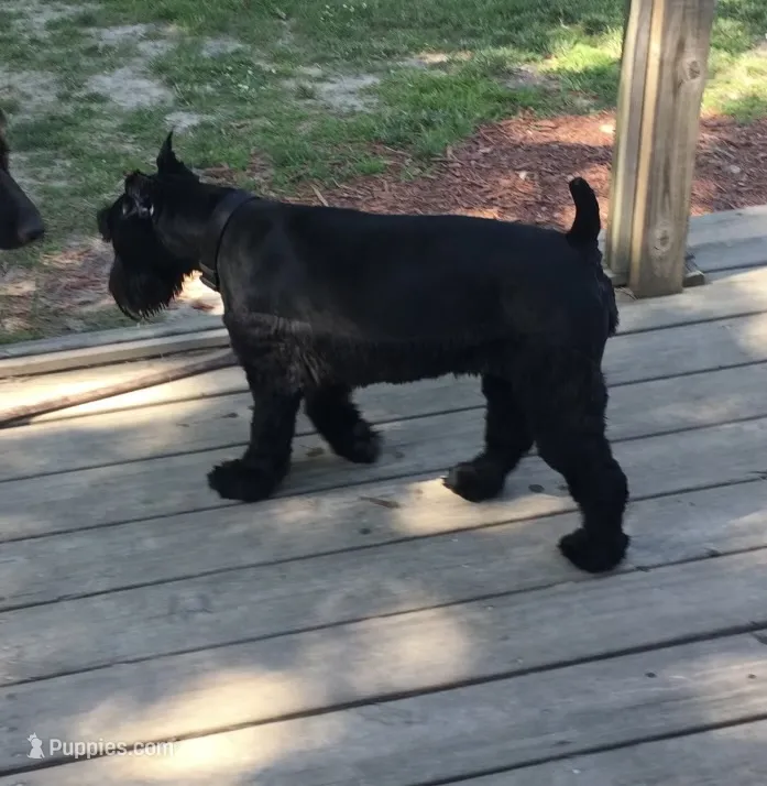 Coming soon! – Standard Schnauzer puppy for sale in Lincoln, KS