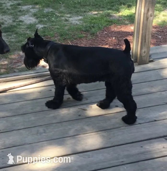 Coming soon! – Standard Schnauzer Puppy for Sale in | Puppies.com