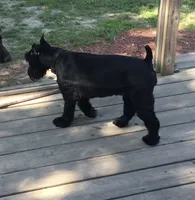 Coming soon!, a  Standard Schnauzer for sale in Lincoln, KS – 1 of 6