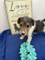 Cooper , a male Wire Fox Terrier for sale in Lincoln, KS – 4 of 8