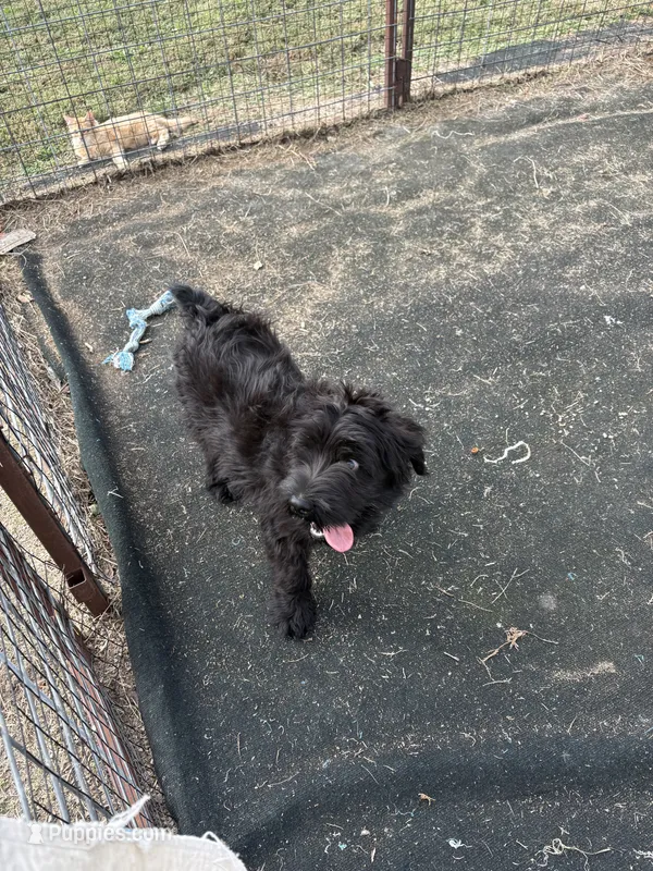 Rani – Standard Schnauzer puppy for sale in Lincoln, KS