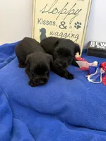 Rosie, a female Standard Schnauzer for sale in Lincoln, KS – 4 of 4