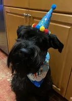 Coming soon!, a  Standard Schnauzer for sale in Lincoln, KS – 4 of 6