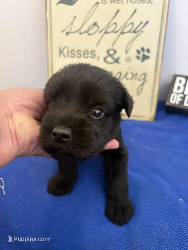 Rigs – Standard Schnauzer puppy for sale in Lincoln, KS