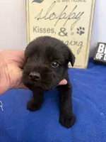 Rigs, a male Standard Schnauzer for sale in Lincoln, KS – 1 of 2