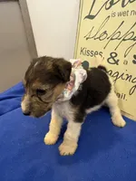 Camie , a female Wire Fox Terrier for sale in Lincoln, KS – 3 of 5