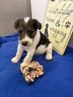 Crystal , a female Wire Fox Terrier for sale in Lincoln, KS – 5 of 5