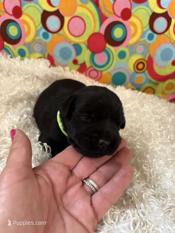 Callie, a female Standard Schnauzer for sale in Lincoln, KS – Photo 1 of 2