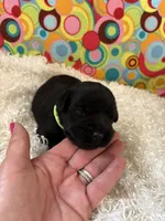 Callie, a female Standard Schnauzer for sale in Lincoln, KS – Photo 1 of 2