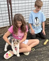 Crystal, a female Wire Fox Terrier for sale in Lincoln, KS – 3 of 9