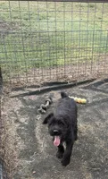 Rosie, a female Standard Schnauzer for sale in Lincoln, KS – 2 of 8