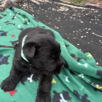 Jackson, a male Standard Schnauzer for sale in Lincoln, KS – Photo 1 of 4