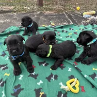 Jackson, a male Standard Schnauzer for sale in Lincoln, KS – Photo 4 of 4