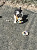 Victor, a male Wire Fox Terrier for sale in Lincoln, KS – Photo 2 of 3