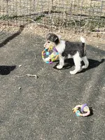 Victor, a male Wire Fox Terrier for sale in Lincoln, KS – Photo 3 of 3