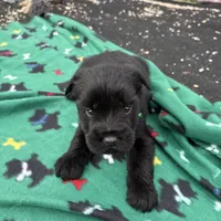 Jackson, a male Standard Schnauzer for sale in Lincoln, KS – Photo 2 of 4