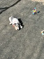 Vinny, a male Wire Fox Terrier for sale in Lincoln, KS – Photo 3 of 3