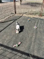 Vinny, a male Wire Fox Terrier for sale in Lincoln, KS – Photo 1 of 3