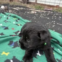 Jackson, a male Standard Schnauzer for sale in Lincoln, KS – Photo 3 of 4
