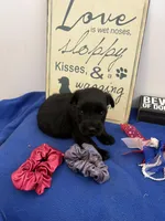 Rani, a female Standard Schnauzer for sale in Lincoln, KS – 1 of 4