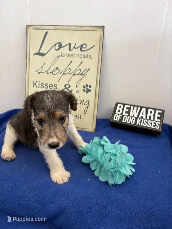 Cooper  – Wire Fox Terrier puppy for sale in Lincoln, KS