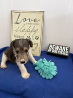 Cooper , a male Wire Fox Terrier for sale in Lincoln, KS – 1 of 8