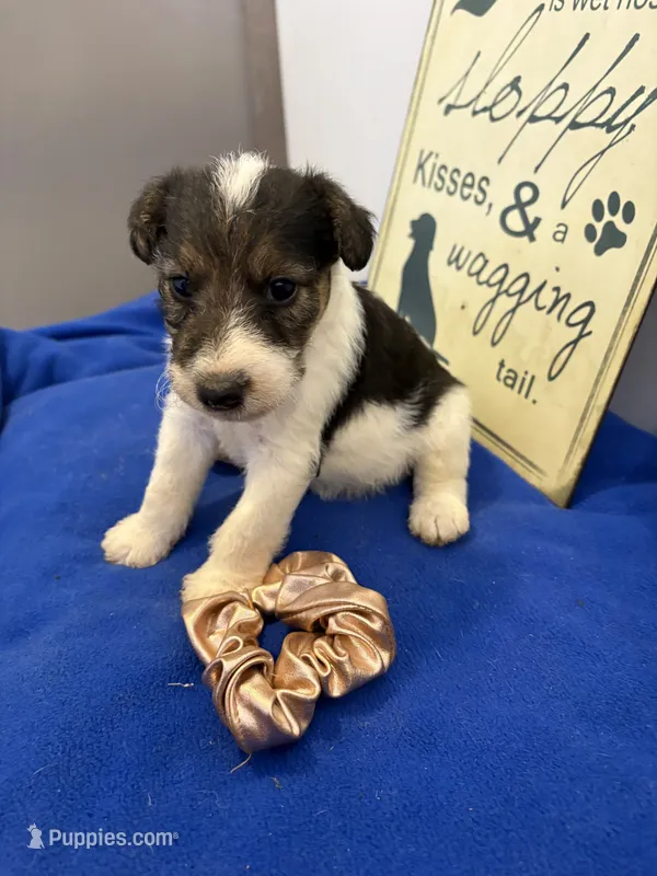 Crystal  – Wire Fox Terrier puppy for sale in Lincoln, KS
